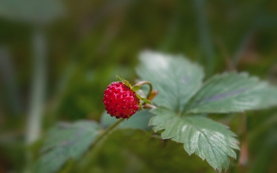 strawberry, fruit, berry-5544503.jpg